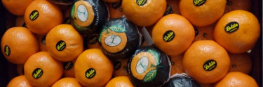 La Mandarina Orri: descubre una de las variedades más populares y prestigiosas