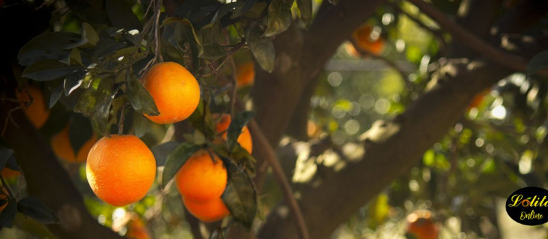 Cómo conservar naranjas: consejos prácticos para mantenerlas frescas y deliciosas