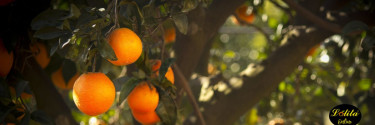 Cómo conservar naranjas: consejos prácticos para mantenerlas frescas y deliciosas
