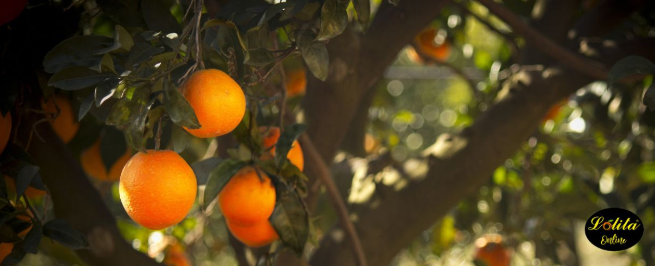 Cómo conservar naranjas: consejos prácticos para mantenerlas frescas y deliciosas